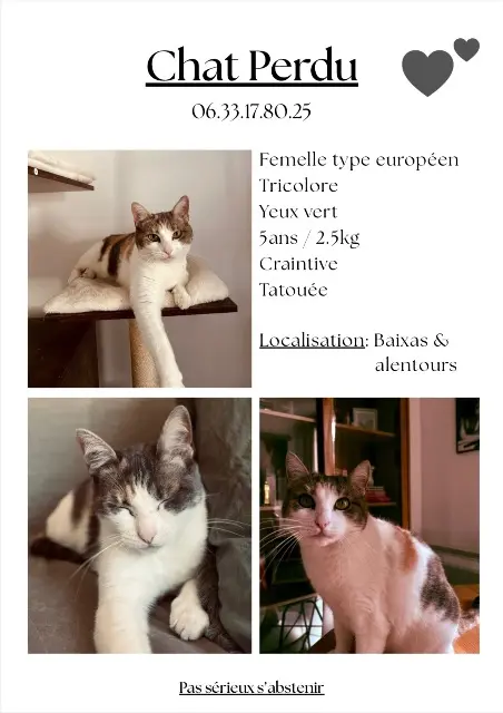 chatte lost   66390 Baixas Yuki