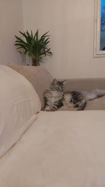 chatte lost   66480 Maureillas-las-Illas Yuna