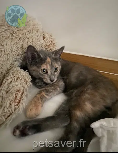 cat lost   66300 Thuir Yuna