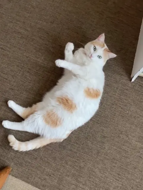 chatte lost   66250 Saint-Laurent-de-la-Salanque Zinzine