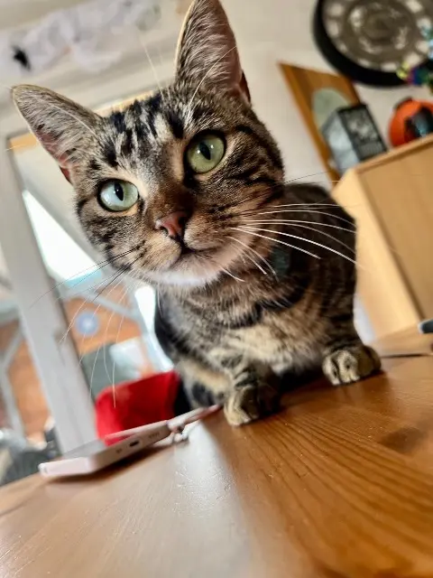 chatte lost   67390 Artolsheim Ad blue