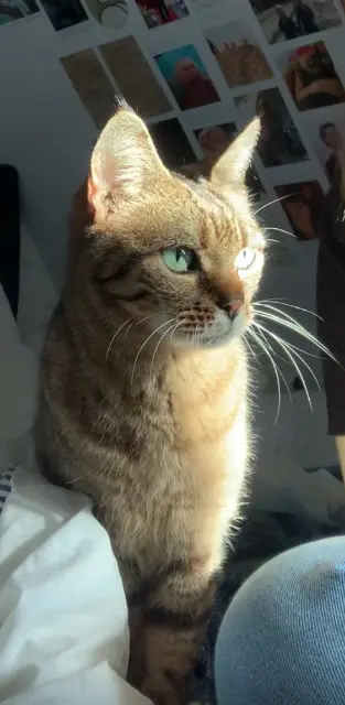 chatte lost   67120 Soultz-les-Bains amande