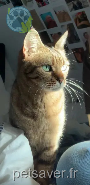 kat vermist 67120 Soultz-les-Bains amande kat lost 67120 Soultz-les-Bains amande