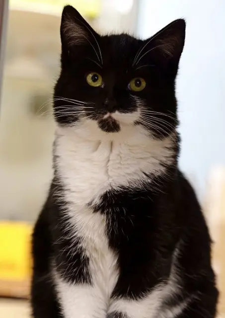 chatte lost   67150 Uttenheim Athos