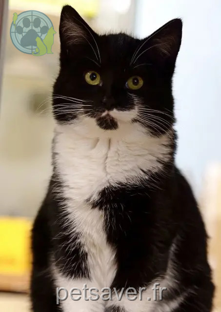 cat lost 67150 Uttenheim Athos cat lost 67150 Uttenheim Athos