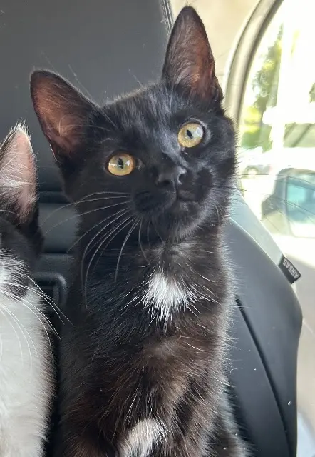 chatte lost   67610 La Wantzenau Aya