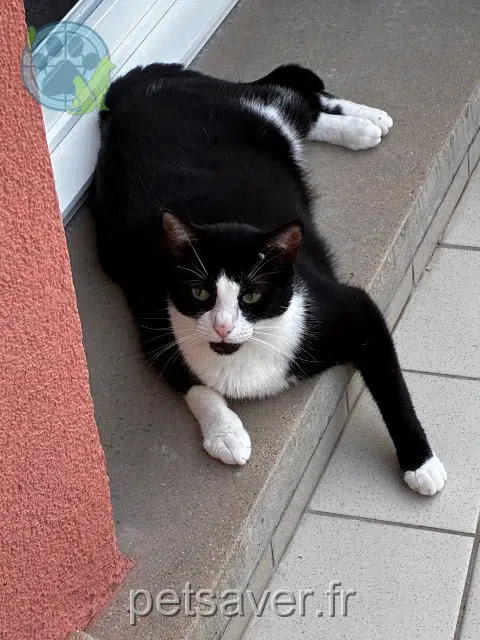 chatte lost 67550 Vendenheim Aya