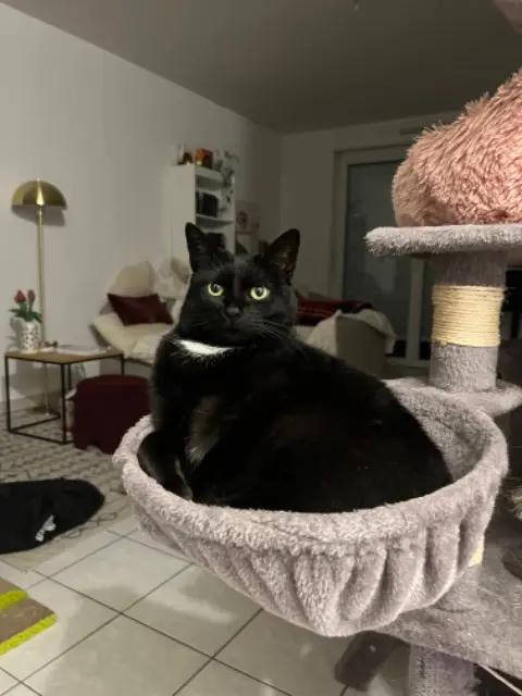 chatte lost   67500 Haguenau Baghera