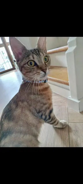 chatte lost   67540 Ostwald Bella