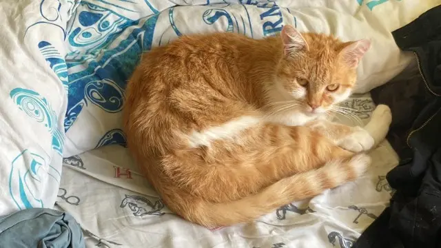 chatte lost   67400 Illkirch-Graffenstaden Billy