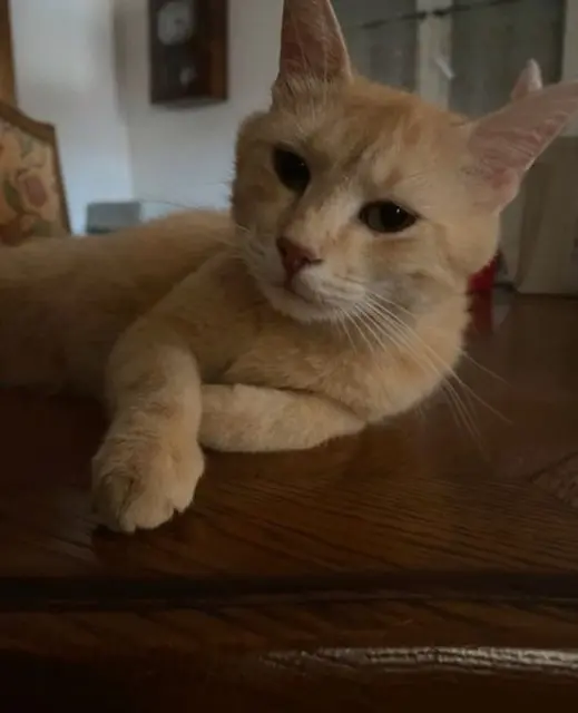 chatte lost   67220 Neuve-Église Biscotte