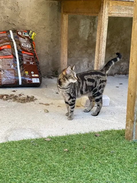 chatte lost   67430 Domfessel Boo (bou)