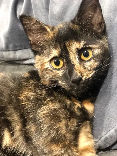 Chatte Perdue 67 Bas-Rhin - Bélize Chatte Perdue 67 Bas-Rhin - Bélize