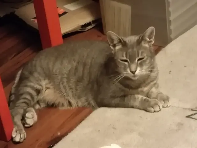 chatte lost   67201 Eckbolsheim Cassiopée