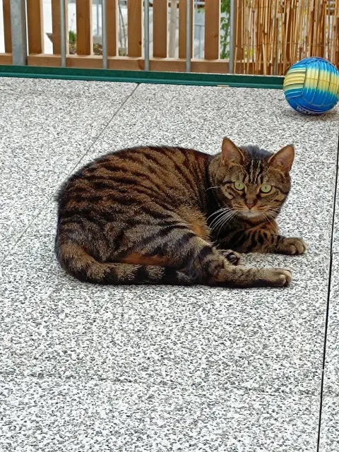 chatte lost   67540 Ostwald Chapinette