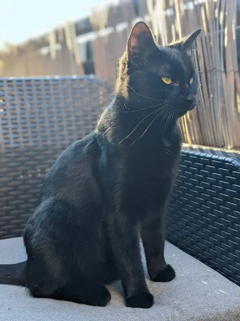 chatte lost   67560 Rosheim Charlie