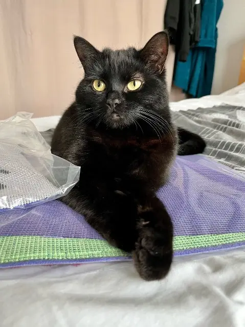 chatte lost   67202 Wolfisheim Charlie