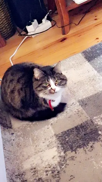 chatte lost   67140 Barr Charly