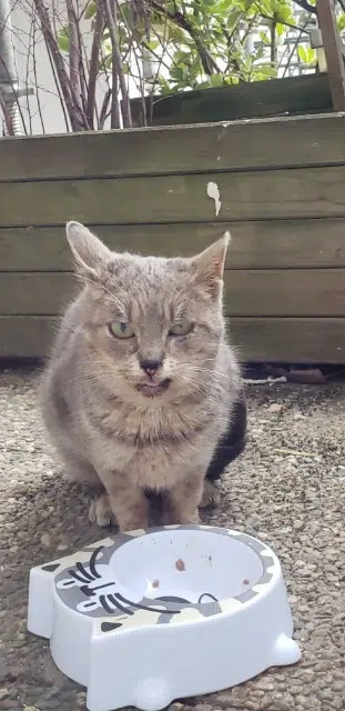 chatte lost   67850 Herrlisheim Chat