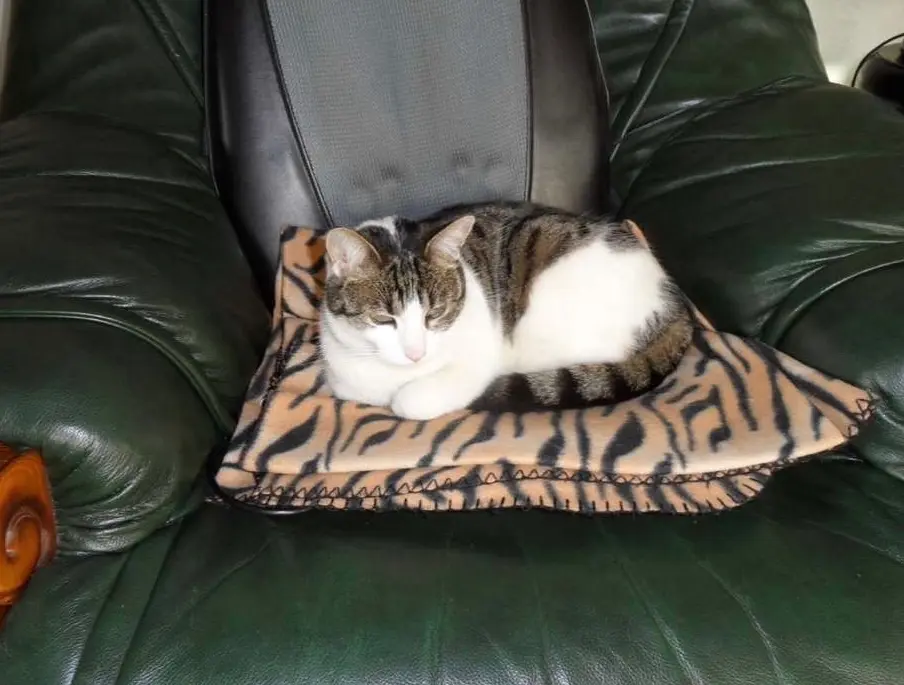 Chatte Perdue 67 Bas-Rhin - Choupinette Chatte Perdue 67 Bas-Rhin - Choupinette