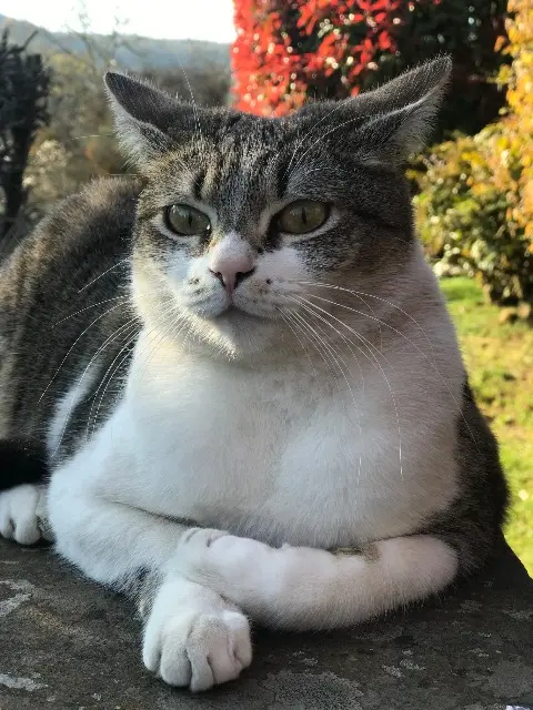 chatte lost   67700 Saverne Choupinette