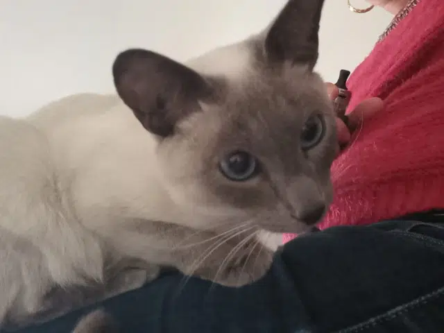 chatte lost   67370 Truchtersheim Cookie