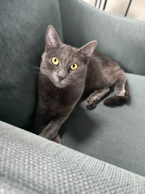chatte lost   67240 Oberhoffen-sur-Moder Câline