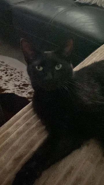 chatte lost   67230 Huttenheim Dory