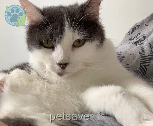 chatte lost   67300 Schiltigheim Douchka