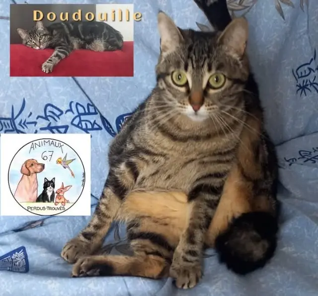 chatte lost   67110 Niederbronn-les-Bains Doudouille