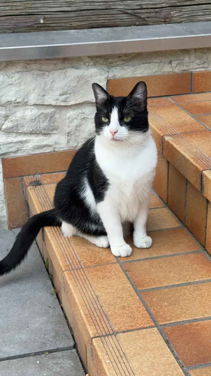 Chatte Perdue 67 Bas-Rhin Chatte Perdue 67 Bas-Rhin