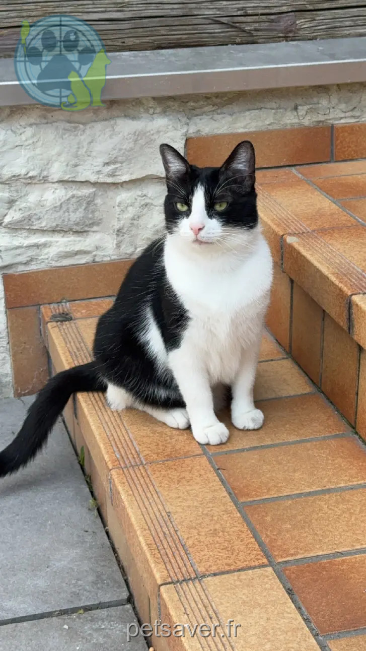 Chatte Perdue 67 Bas-Rhin Chatte Perdue 67 Bas-Rhin