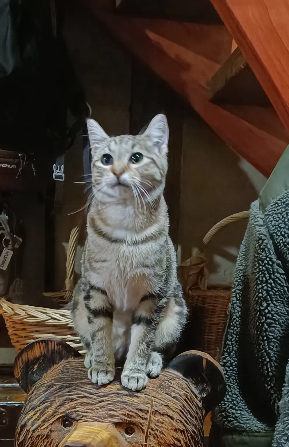 Chatte Perdue 67 Bas-Rhin Chatte Perdue 67 Bas-Rhin