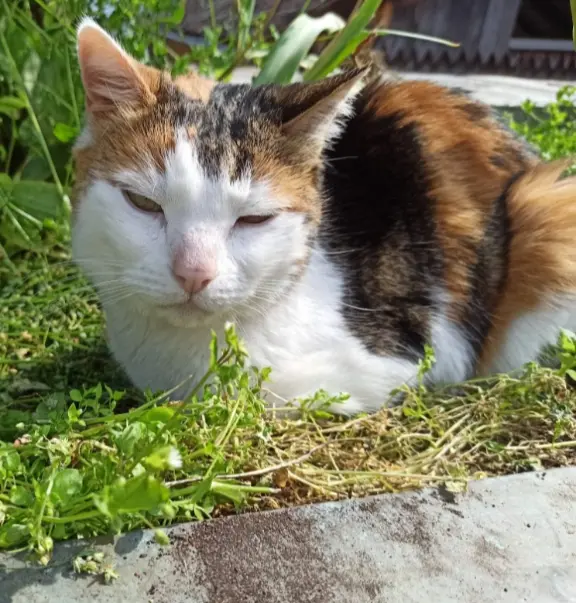 Chatte Perdue 67 Bas-Rhin - Elfine Chatte Perdue 67 Bas-Rhin - Elfine