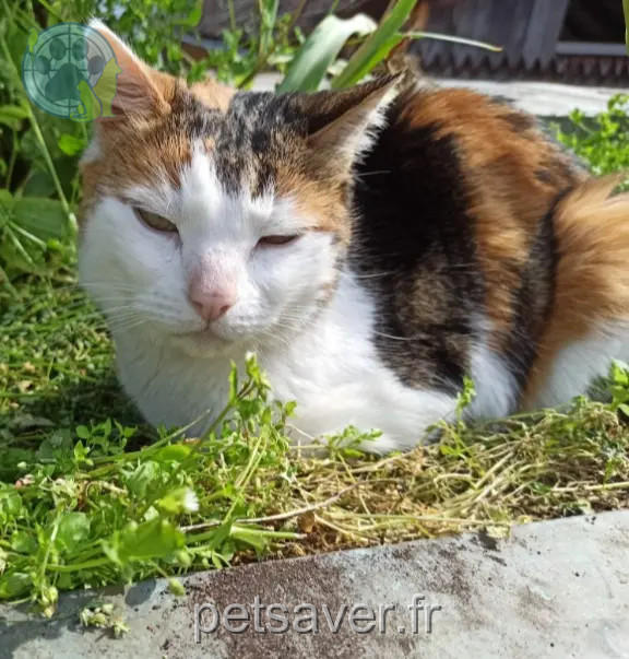 Chatte Perdue 67 Bas-Rhin - Elfine Chatte Perdue 67 Bas-Rhin - Elfine