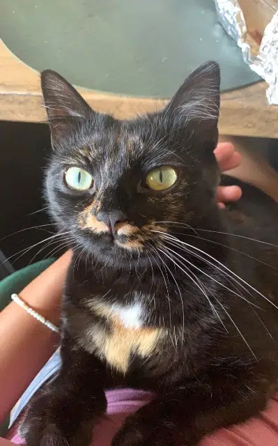 chatte lost   67390 Marckolsheim Elune