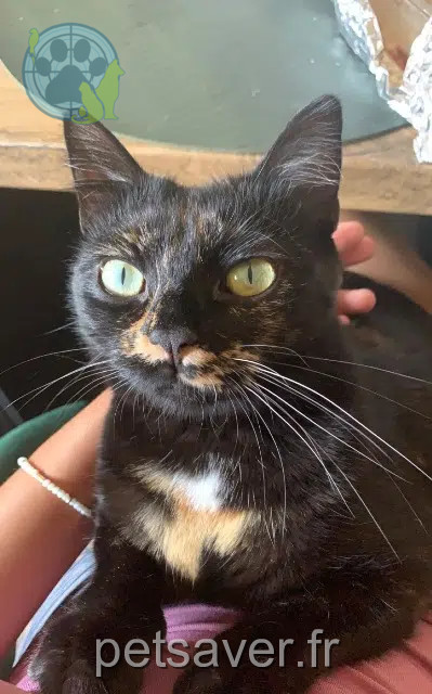Katze vermisst 67390 Marckolsheim Elune Katze lost 67390 Marckolsheim Elune