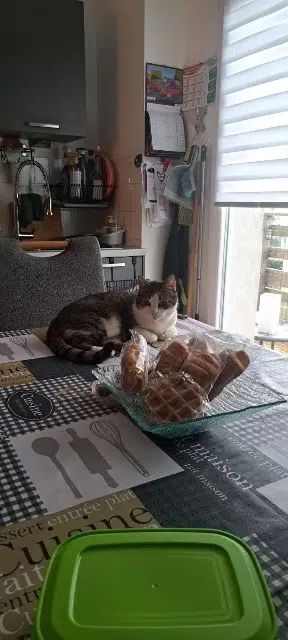 chatte lost   67240 Bischwiller Fifi