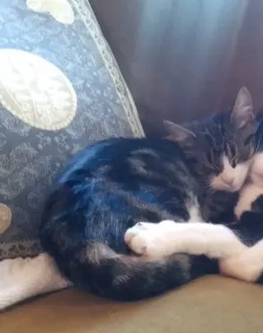 chatte lost   67120 Ernolsheim-Bruche Filou