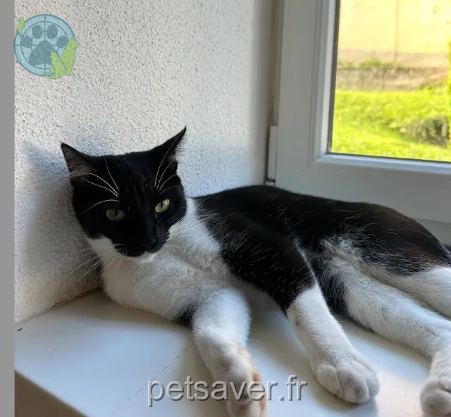chatte perdue 67600 Orschwiller Freya chatte lost 67600 Orschwiller Freya