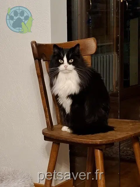 chatte lost   67270 Saessolsheim Freyz
