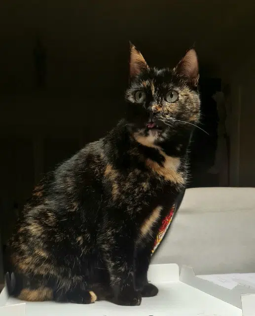 chatte lost   67640 Ichtratzheim Fripouille