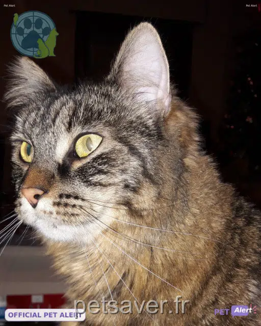 chatte lost   67110 Niederbronn-les-Bains Havane