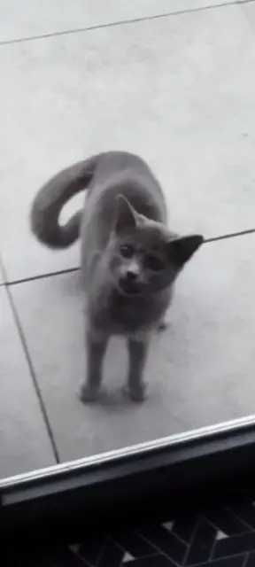 chatte lost   67980 Hangenbieten Iris