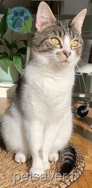 chatte lost   67840 Kilstett Isis