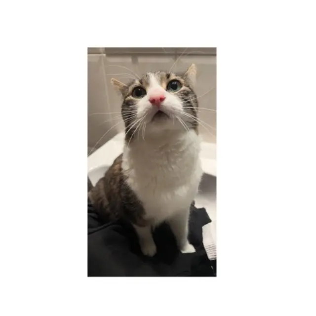 cat lost   67800 Bischheim Kira