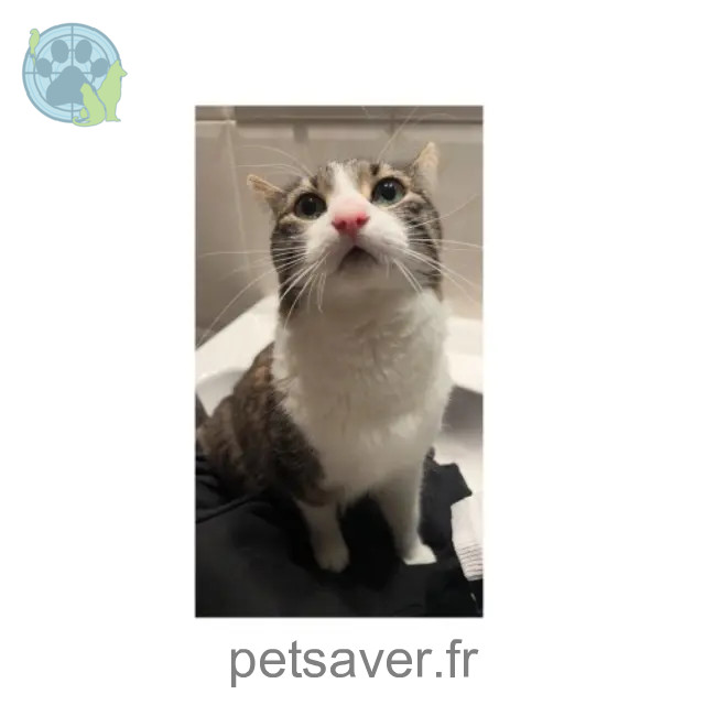 cat lost 67800 Bischheim Kira cat lost 67800 Bischheim Kira