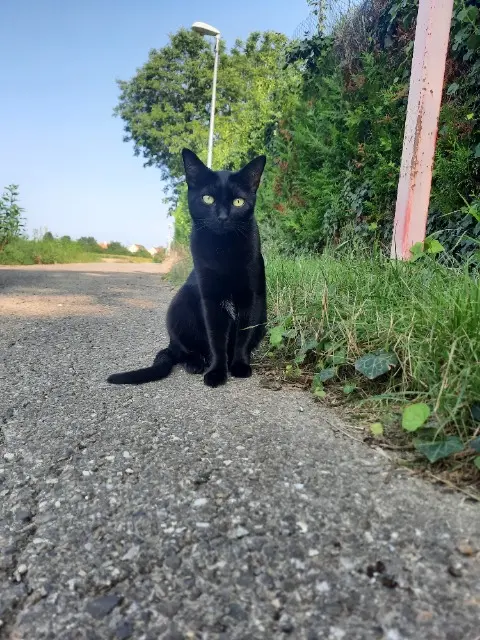 chatte lost   67118 Geispolsheim Kira