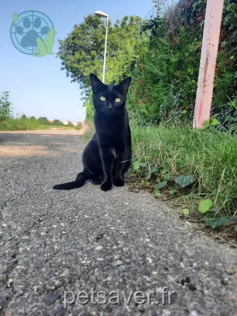 cat lost 67118 Geispolsheim Kira cat lost 67118 Geispolsheim Kira