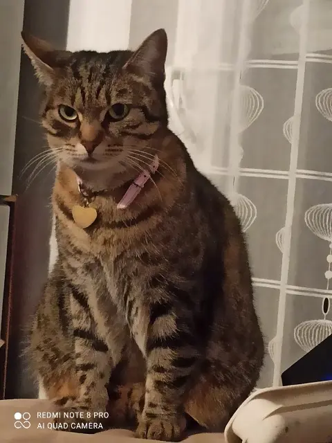 chatte lost   67300 Schiltigheim Kitty